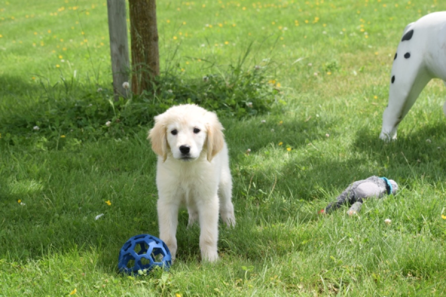 Retriever Golden (teef) 64891