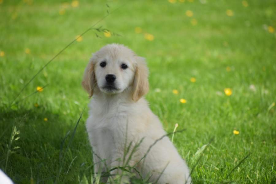 Retriever Golden (teef) 64891