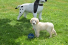 Retriever Golden (teef) 64891
