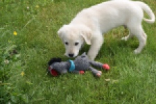 Retriever Golden (reu) 64782