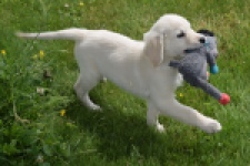 Retriever Golden (reu) 64782