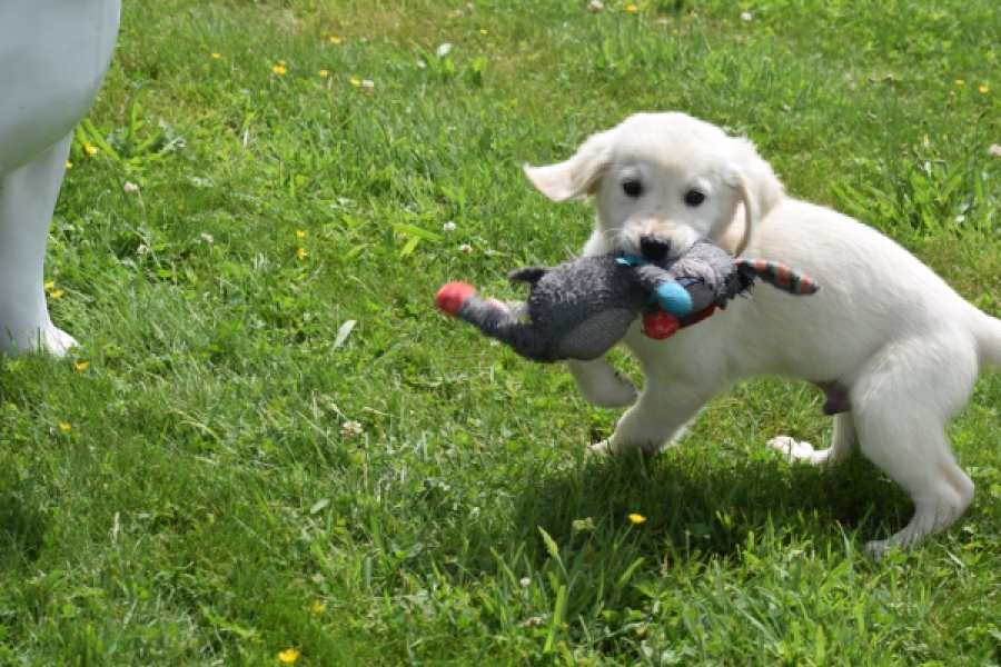 Retriever Golden (reu) 64782