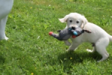 Retriever Golden (reu) 64782