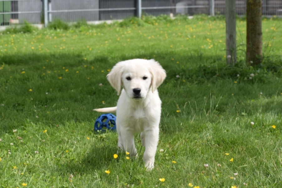 Retriever Golden (reu) 64782