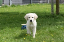 Retriever Golden (reu) 64782