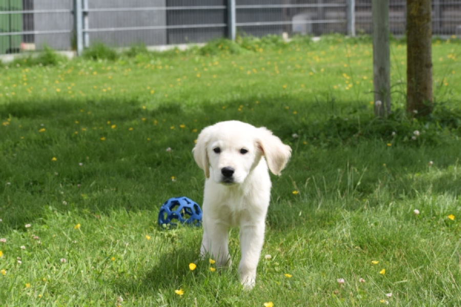 Retriever Golden (reu) 64782