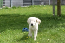 Retriever Golden (reu) 64782