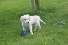 Retriever Golden (reu) 64782
