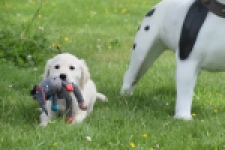 Retriever Golden (reu) 64782