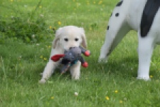 Retriever Golden (reu) 64782