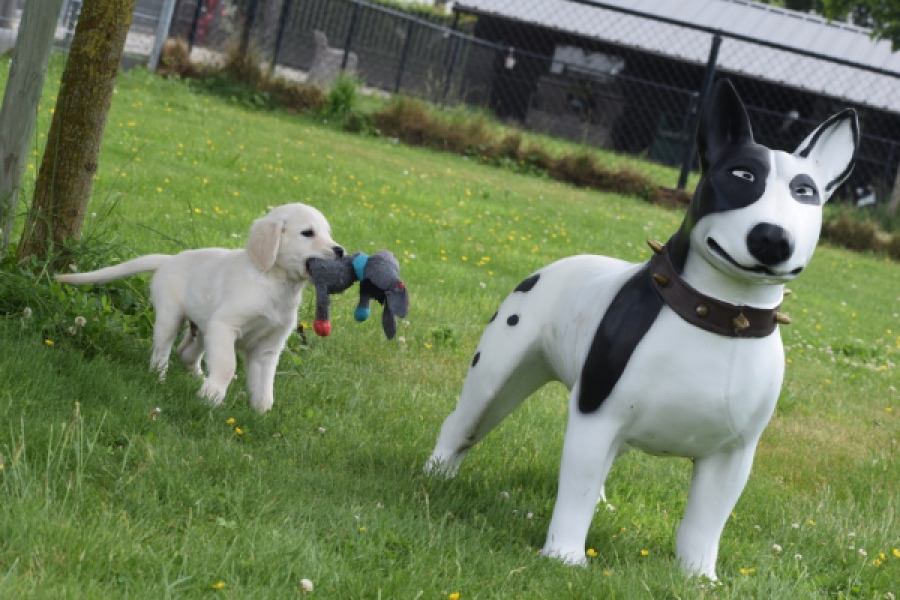Retriever Golden (reu) 64782