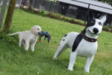 Retriever Golden (reu) 64782