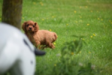 Cavapoo (reu) 29166
