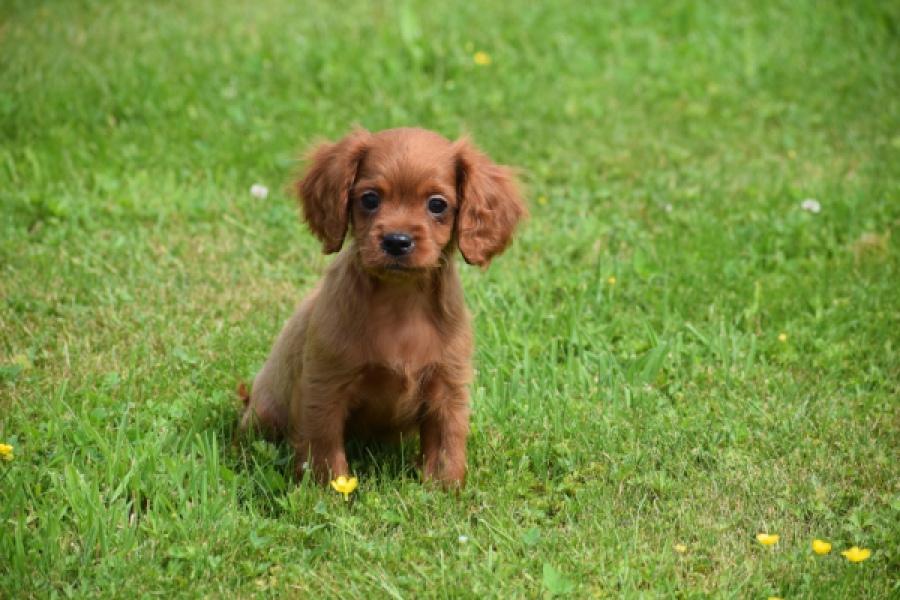 Cavapoo (reu) 29166