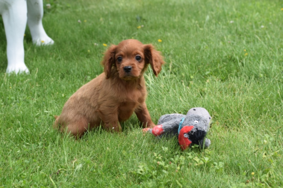 Cavapoo (reu) 29166