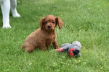 Cavapoo (reu) 29166