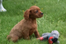 Cavapoo (reu) 29166
