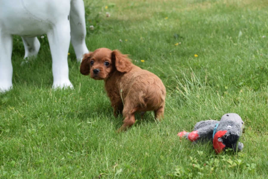 Cavapoo (reu) 29166
