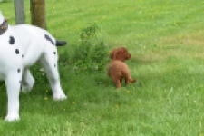 Cavapoo (reu) 29166