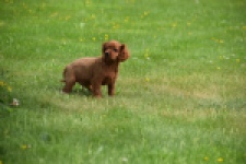 Cavapoo (reu) 29166