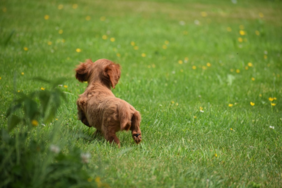 Cavapoo (reu) 29166