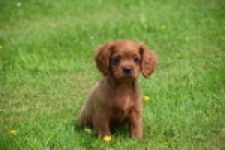 Cavapoo (reu) 29166