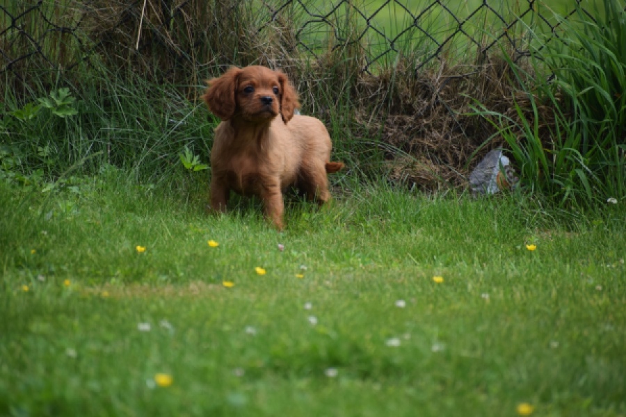 Cavapoo (reu) 29166