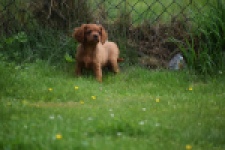 Cavapoo (reu) 29166