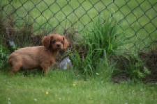 Cavapoo (reu) 29166