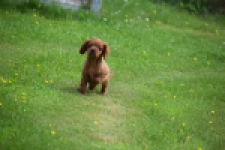 Cavapoo (reu) 29166