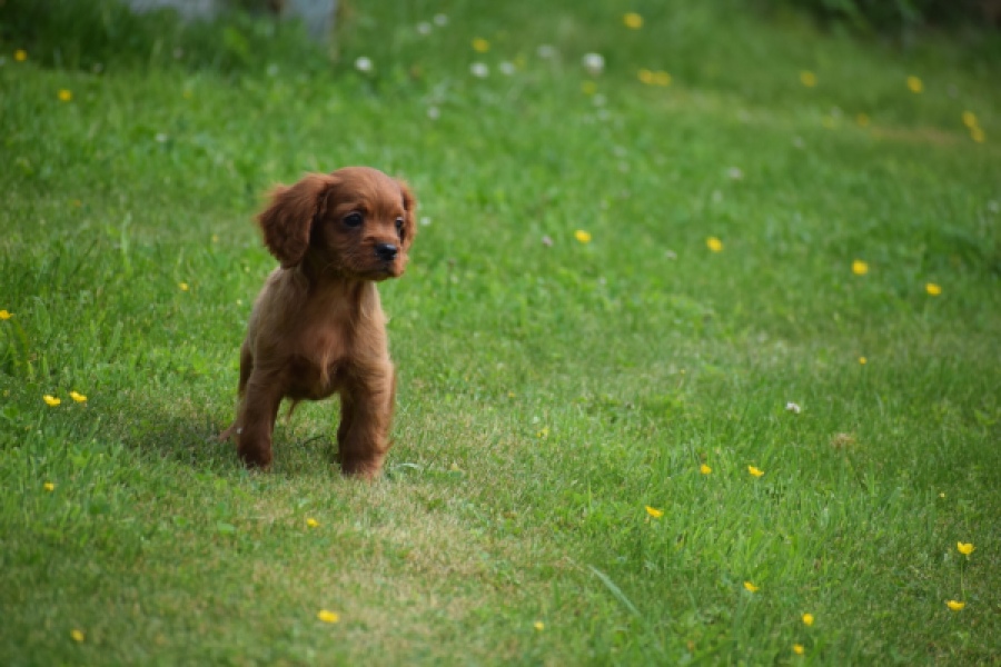Cavapoo (reu) 29166