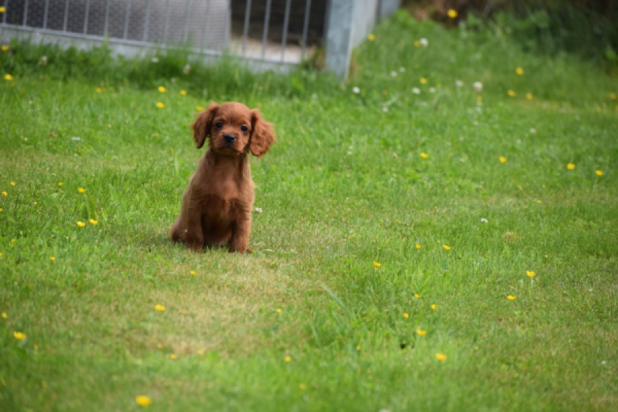 Cavapoo (reu) 29166
