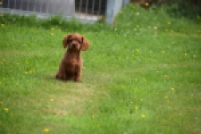 Cavapoo (reu) 29166