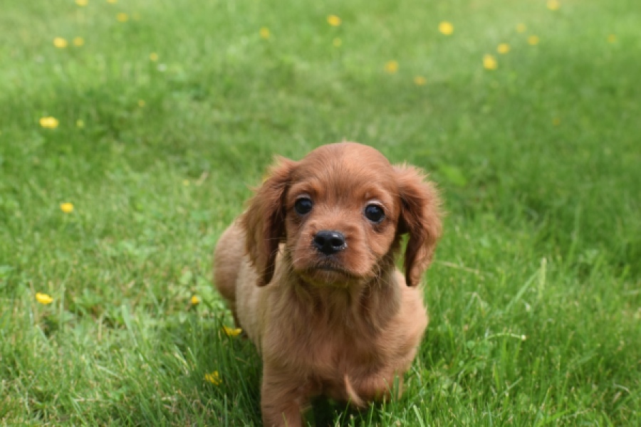 Cavapoo (reu) 29166