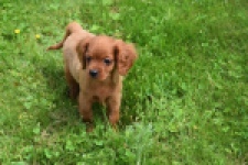 Cavapoo (reu) 29166