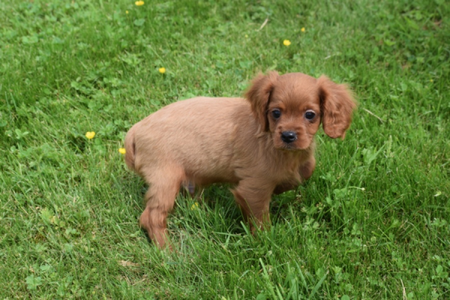 Cavapoo (reu) 29166