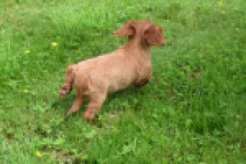Cavapoo (reu) 29166