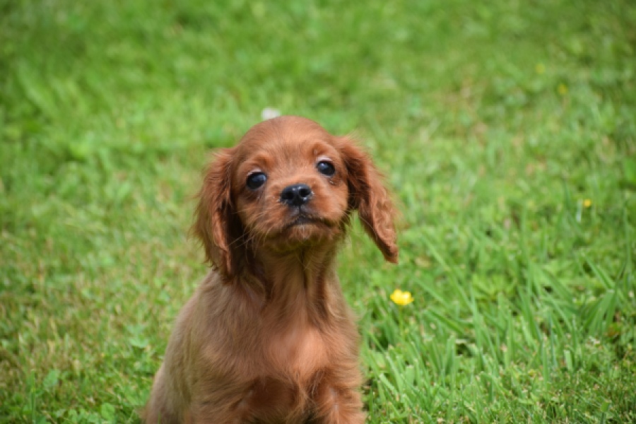 Cavapoo (reu) 29166