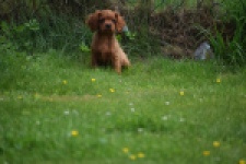 Cavapoo (reu) 29166