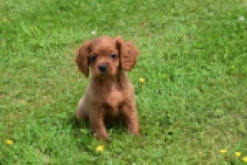 Cavapoo (reu) 29166