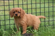 Cavapoo (teef) 29179