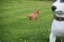 Cavapoo (teef) 29179