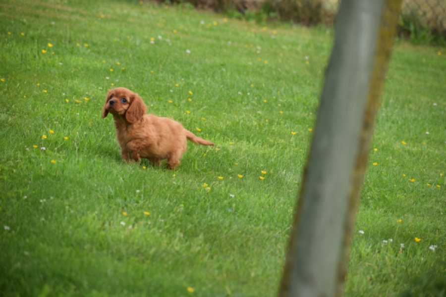 Cavapoo (teef) 29179