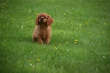Cavapoo (teef) 29179