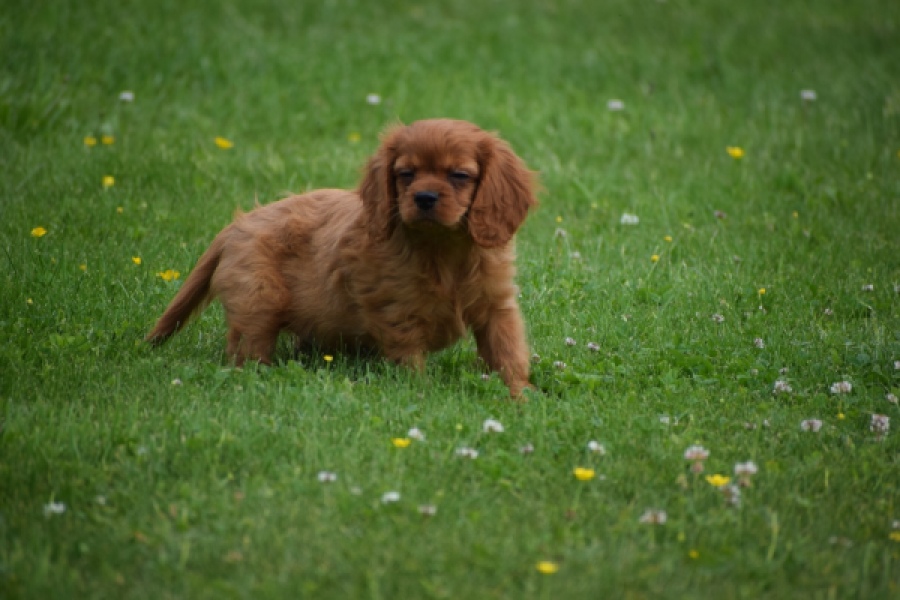 Cavapoo (teef) 29179