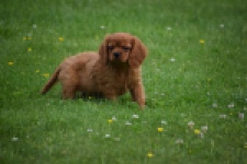Cavapoo (teef) 29179