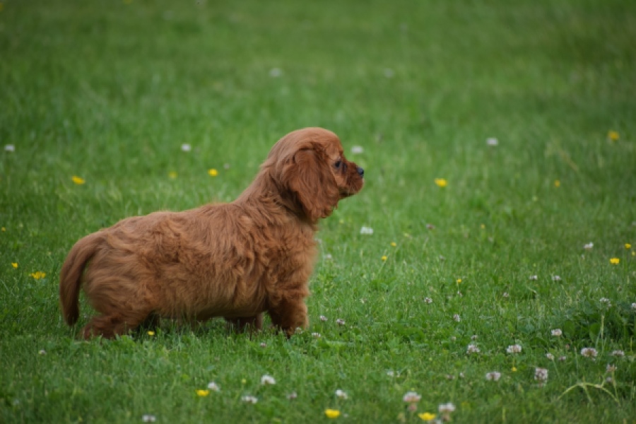 Cavapoo (teef) 29179