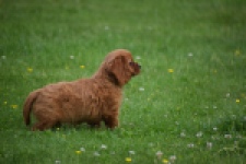 Cavapoo (teef) 29179