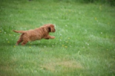 Cavapoo (teef) 29179
