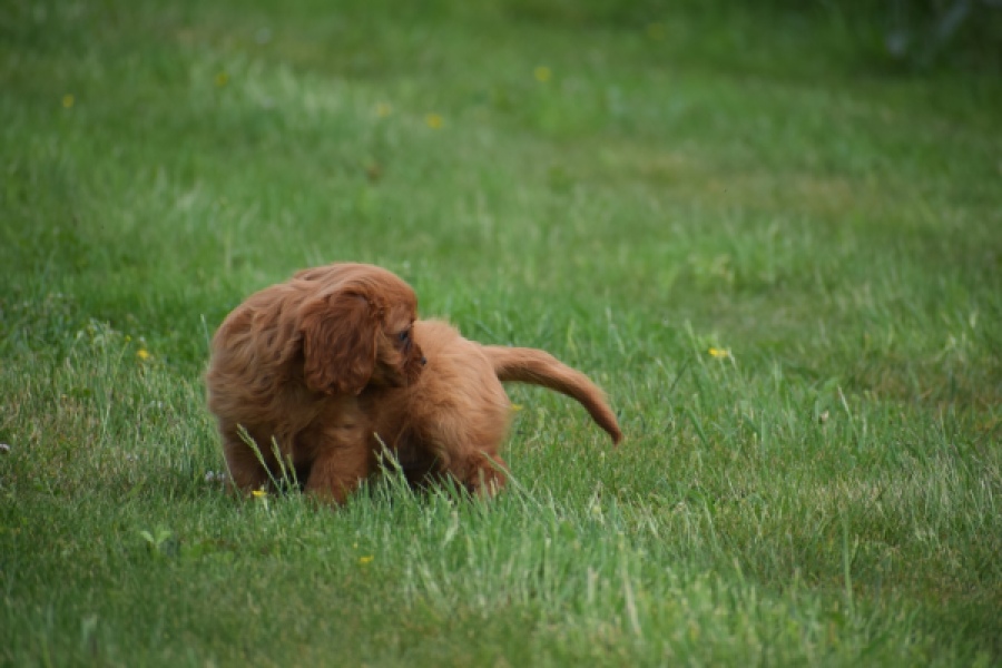 Cavapoo (teef) 29179